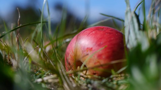 Erklärfilm – Vom Baum in die Flasche