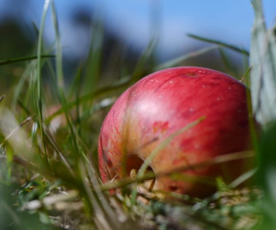 Erklärfilm – Vom Baum in die Flasche